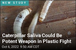 You Could &#39;Degrade Your Own Plastic&#39; With Caterpillar Saliva