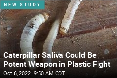 You Could &#39;Degrade Your Own Plastic&#39; With Caterpillar Saliva