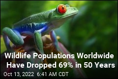 New Report Offers Dismal Numbers on Earth&#39;s Wildlife