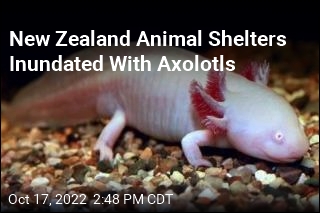 New Zealand Animal Shelters Inundated with Axolotls