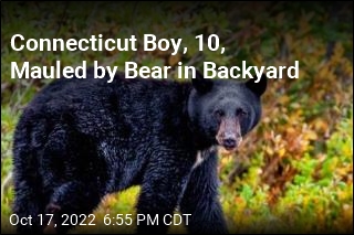 Connecticut Boy, 10, Mauled by Bear in Backyard