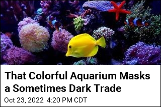 That Colorful Aquarium Masks a Sometimes Dark Trade