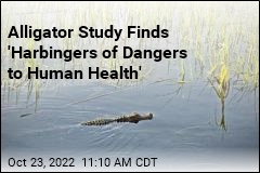 Alligator Study Finds &#39;Harbingers of Dangers to Human Health&#39;
