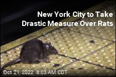 New York City to Take Drastic Measure Over Rats