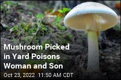 Mushroom Picked in Yard Poisons Woman and Son