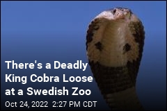 There&#39;s a Deadly King Cobra Loose at a Swedish Zoo