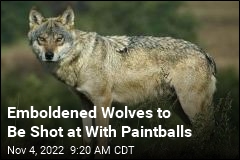 In Netherlands, Paintballs to Be Used as Wolf Deterrent