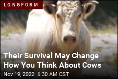 Their Survival May Change How You Think About Cows