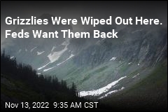 Grizzlies Were Wiped Out Here. Feds Want Them Back