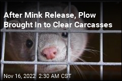 Thousands of Mink Currently on the Loose in Ohio