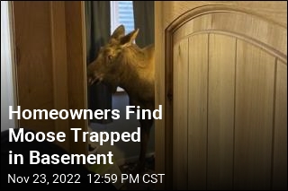Firefighters Rescue Moose From Basement