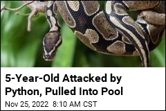 5-Year-Old Attacked by Python, Pulled Into Pool