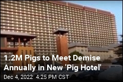 China Building Massive &#39;Pig Hotels&#39; to Meet Pork Demand