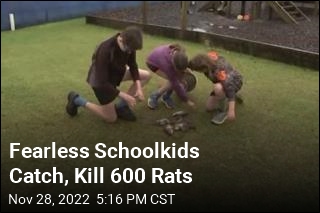 Schoolkids Gleefully Catch, Kill 600 Rats