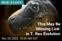 This May Be &#39;Missing Link&#39; in T. Rex Evolution