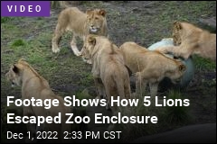 Lions&#39; Great Escape From Zoo Was Surprisingly Easy