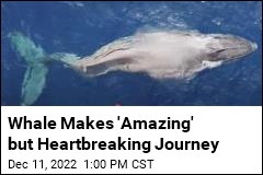 Whale With Broken Back Completes 3.1K-Mile Trek