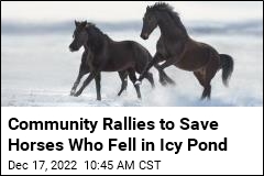 Horses Were Playing Near an Icy Pond. The Ice Broke