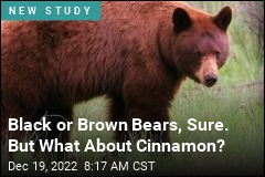Black or Brown Bears, Sure. But What About Cinnamon?