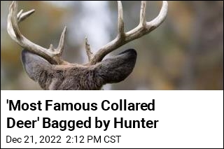 &#39;Most Famous Collared Deer&#39; Bagged by Hunter