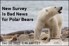 New Survey Is Bad News for Polar Bears