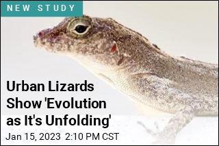 Urban Lizards Show &#39;Evolution as It&#39;s Unfolding&#39;