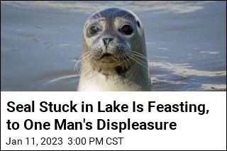 Seal Stuck in Lake Is the Bane of One Man&#39;s Existence