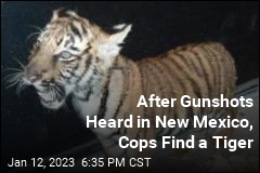 After Gunshots Heard in New Mexico, Cops Find a Tiger