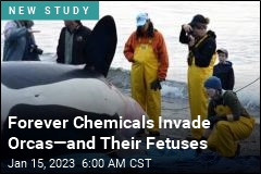 Forever Chemicals Invade Orcas&mdash;and Their Fetuses