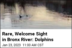Rare, Welcome Site in Bronx River: Dolphins