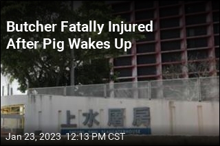 Struggling Pig Kills Slaughterhouse Worker