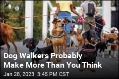 In NYC, Dog Walkers Can Make 6 Figures