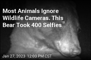 Bear Takes 400 Selfies on Wildlife Camera