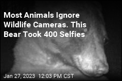 Bear Takes 400 Selfies on Wildlife Camera
