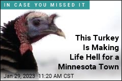 This Turkey Is Making Life Hell for a Minnesota Town