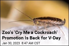 Say &#39;Happy Valentine&#39;s Day&#39; With a ... Cockroach