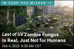 Last of Us Zombie Fungus Is Real, Just Not for Humans