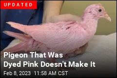 NYC Pigeon May Have Been Dyed Pink for Gender Reveal