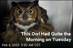 This Owl Had Quite the Morning on Tuesday