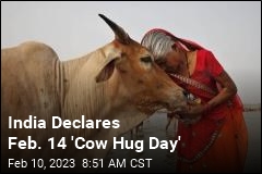 India Declares Feb. 14 &#39;Cow Hug Day&#39;