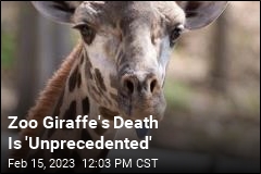 Zoo Giraffe&#39;s Death Is &#39;Unprecedented&#39;