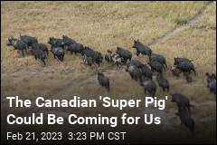 The Canadian &#39;Super Pig&#39; Could Be Coming for Us