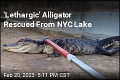 &#39;Lethargic&#39; Alligator Rescued From NYC Lake
