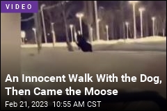 Alaska Woman Kicked in Head by Surprise Moose