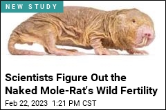 Scientists Figure Out the Naked Mole-Rat&#39;s Wild Fertility