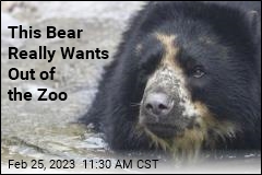 This Bear Keeps Busting Out of the Zoo