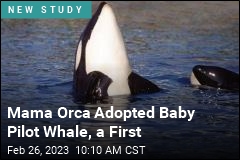 Mama Orca Adopted Baby Pilot Whale, a First