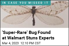 &#39;Super-Rare&#39; Bug Found at Walmart Stuns Experts