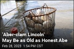Meet &#39;Aber-clam Lincoln,&#39; a Mollusk as Old as Honest Abe