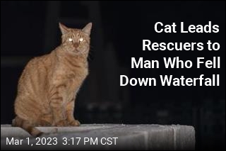 Cat Leads Rescuers to Man Who Fell Down Waterfall